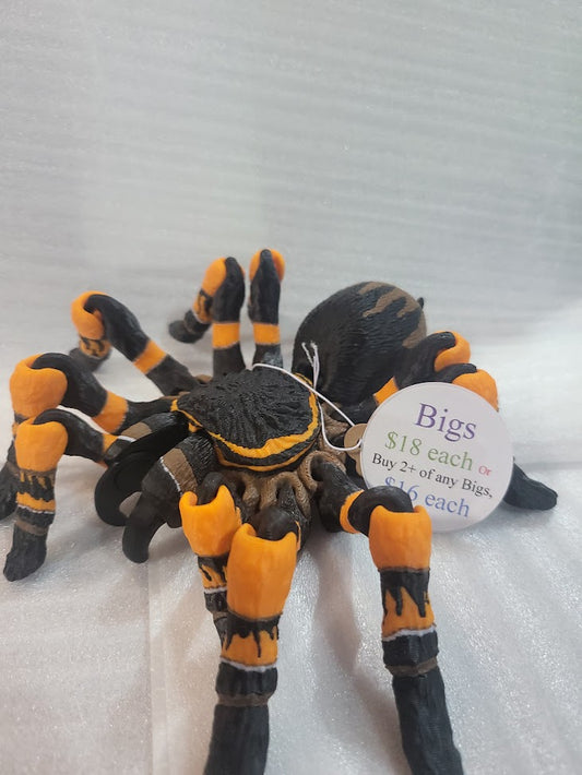 Mexican Tarantula (Bigs)